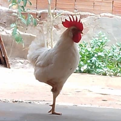 The Primordial Peck thumbnail