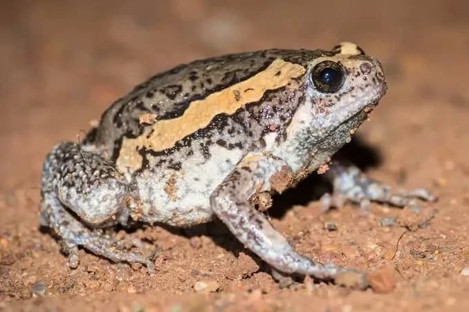 Banded Bullfrog (Kaloula Pulchra)  thumbnail