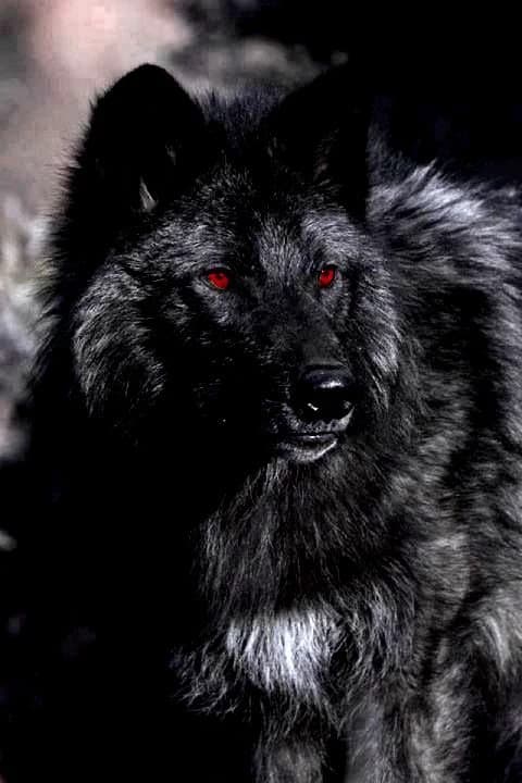 Henri–bad wolf🐺 thumbnail