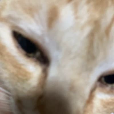 Lost in cats thumbnail