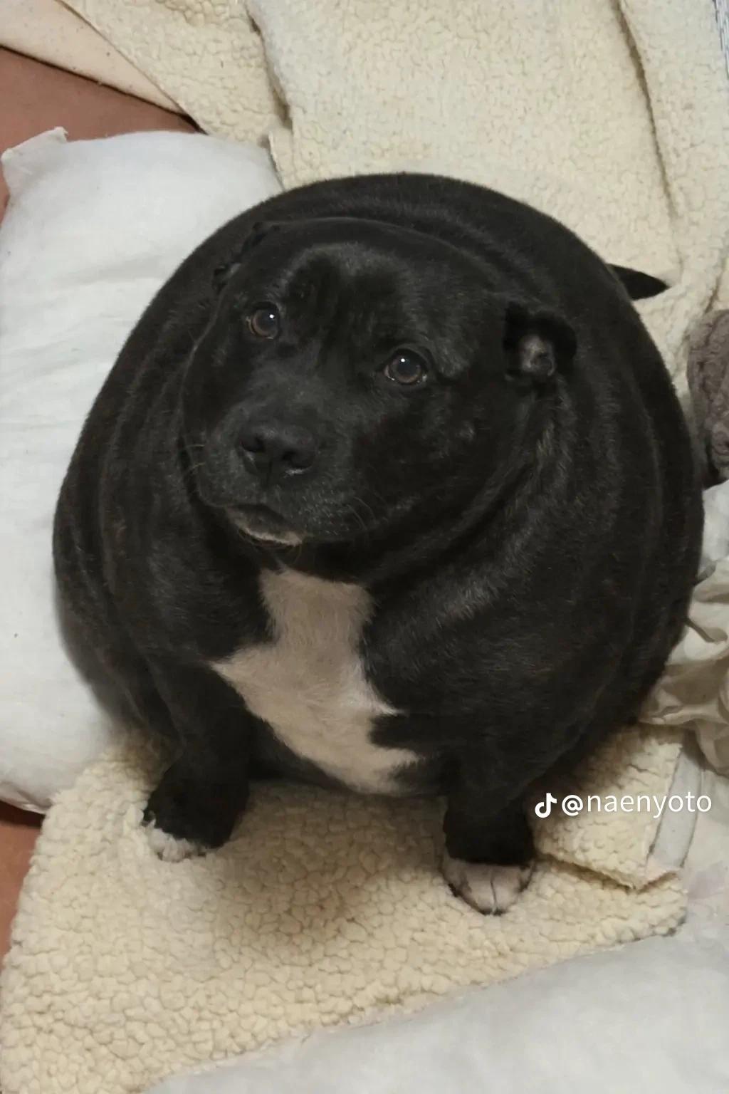 I don't know, dog? thumbnail