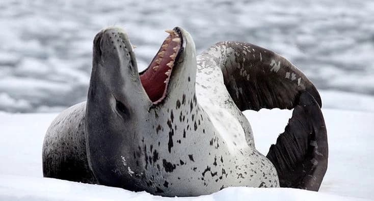 Leopard seal thumbnail