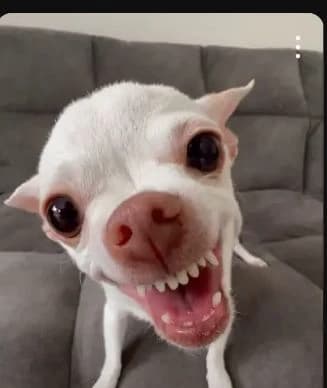 Dog thumbnail
