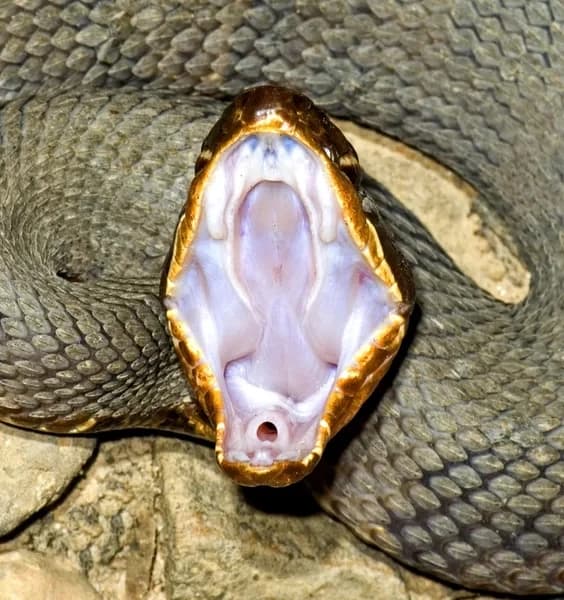 Snake pit. maybe vore who thumbnail