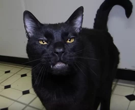 Sylvester the talking kitty v1 thumbnail