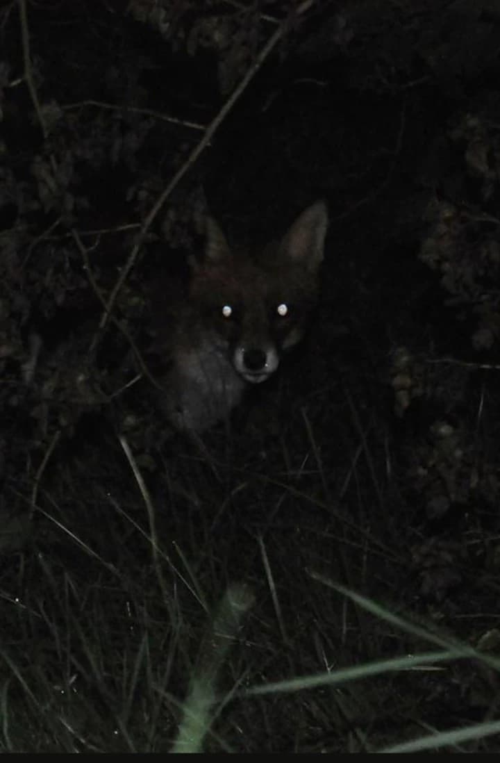 It's a fox 🦊 thumbnail