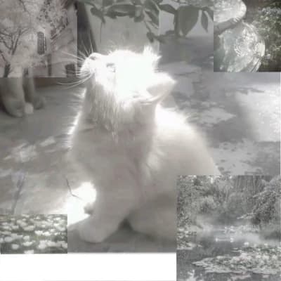 Cat^~•^Leon thumbnail