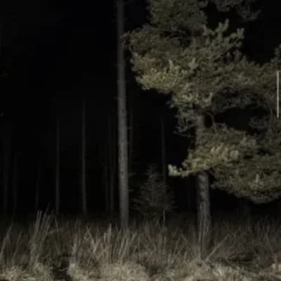 Forest🌲🌳 thumbnail