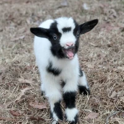Farm thumbnail