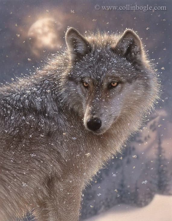 The alpha wolf of the pack 🖤🐺 thumbnail