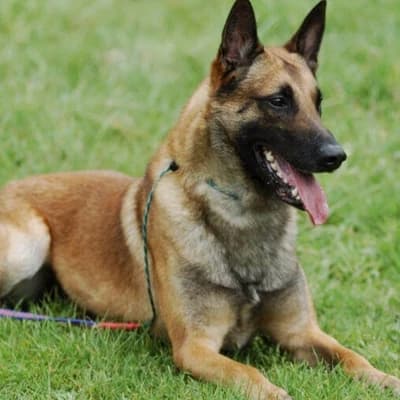 Eler, your Belgian Malinois thumbnail