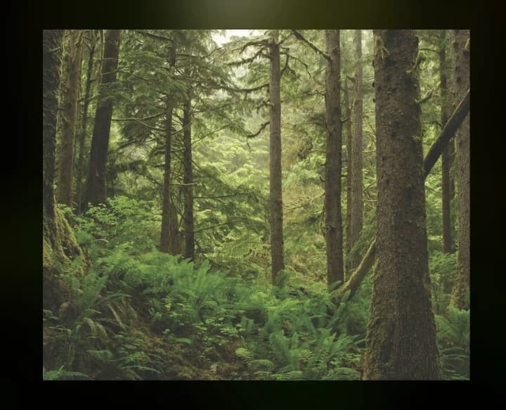 Forest thumbnail