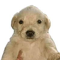 Psychologist dog thumbnail