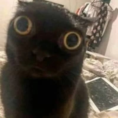 Chairman Meow thumbnail