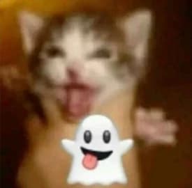 The chubby kitten thumbnail