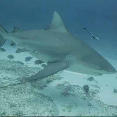 Flathead shark thumbnail