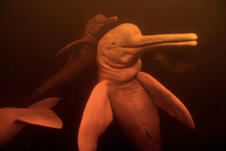 Amazon River Dolphin thumbnail