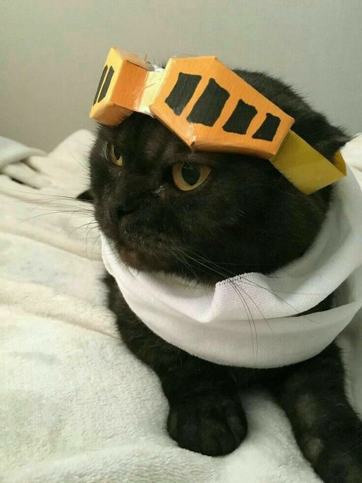Aizawa cat thumbnail