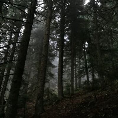 Forest of men thumbnail