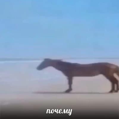 Horse thumbnail