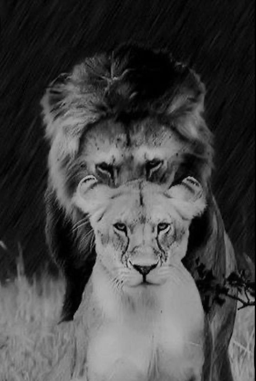 Kovu thumbnail