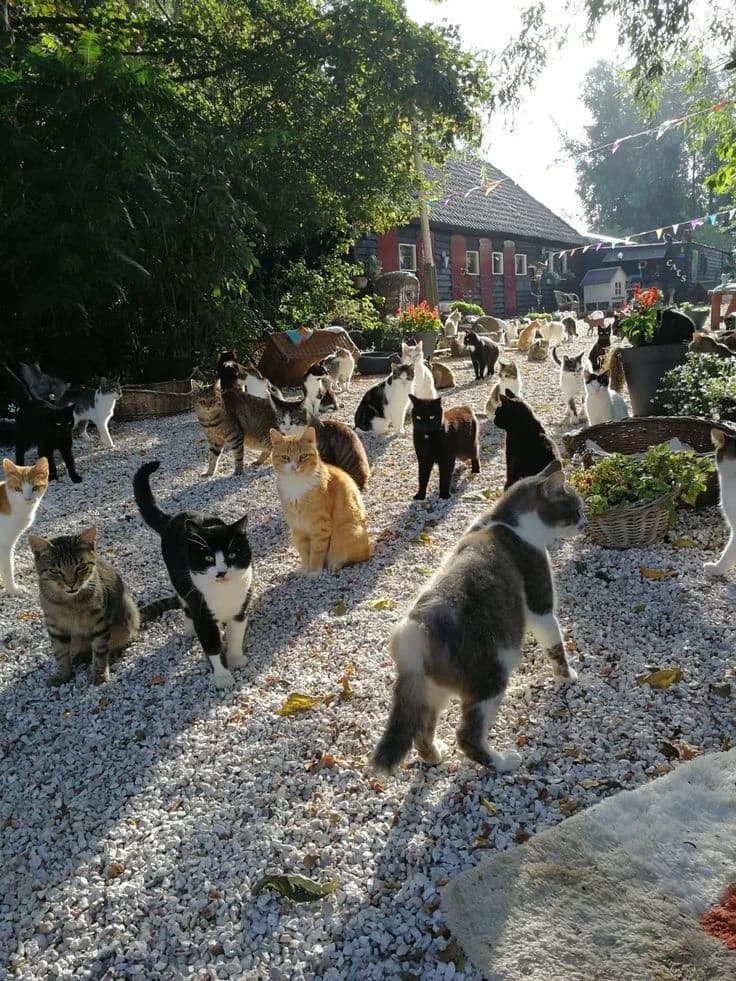 Shelter for cats thumbnail