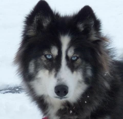 The six malemutes of Alaska  thumbnail