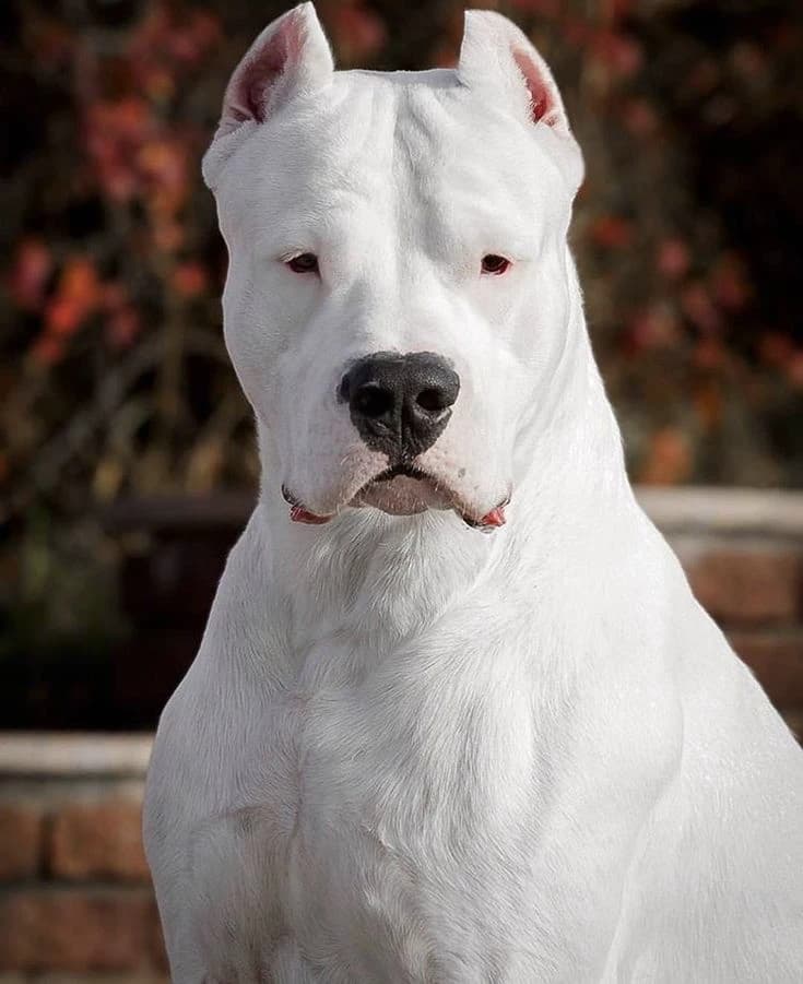 Loki dogo argentino thumbnail