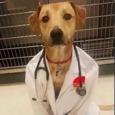 Talk doc dogs thumbnail