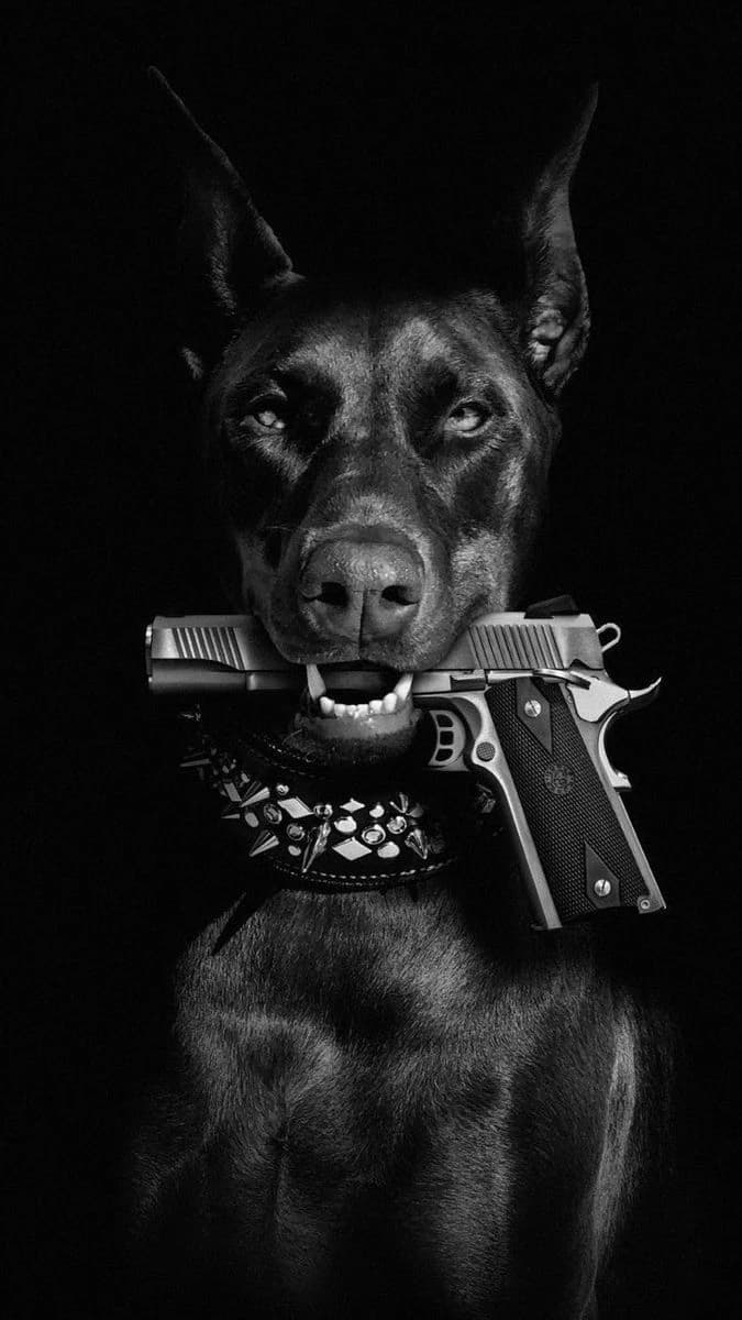Doberman - Bite thumbnail