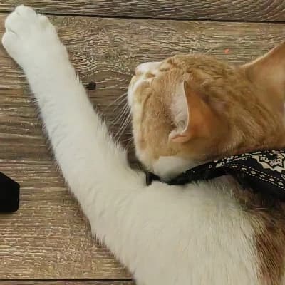 Lazy Cat thumbnail