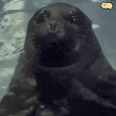 Seal 🦭 thumbnail