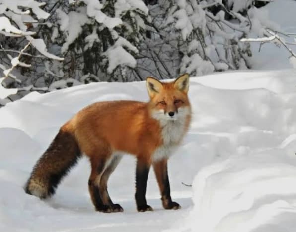 🦊 Fox thumbnail