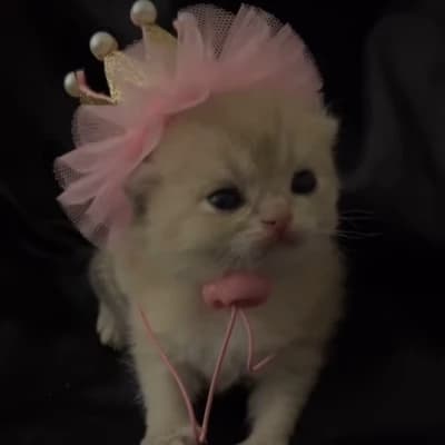 Cute cat thumbnail