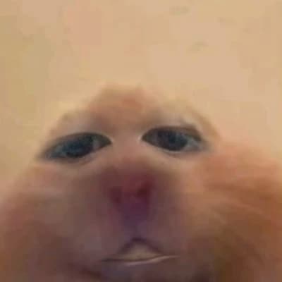 Hamster thumbnail