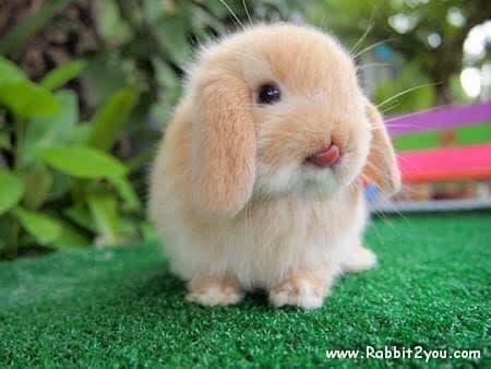 Rabbits thumbnail