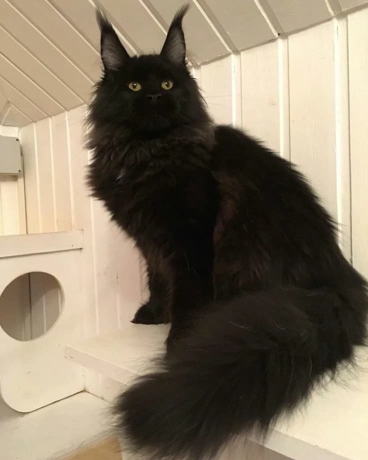 Bucks (your cat) thumbnail