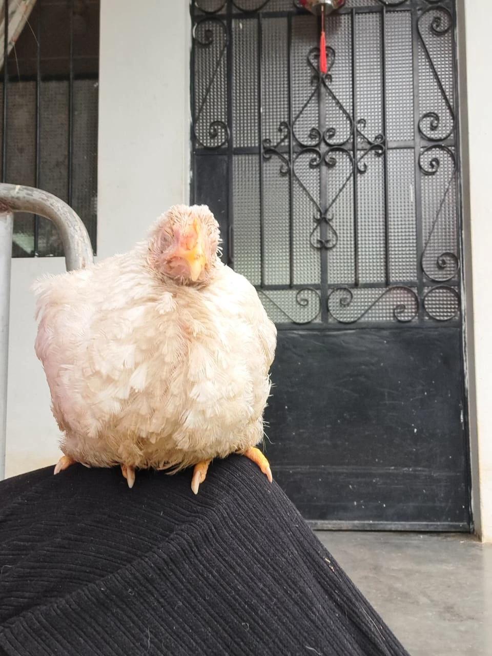 Chicken thumbnail