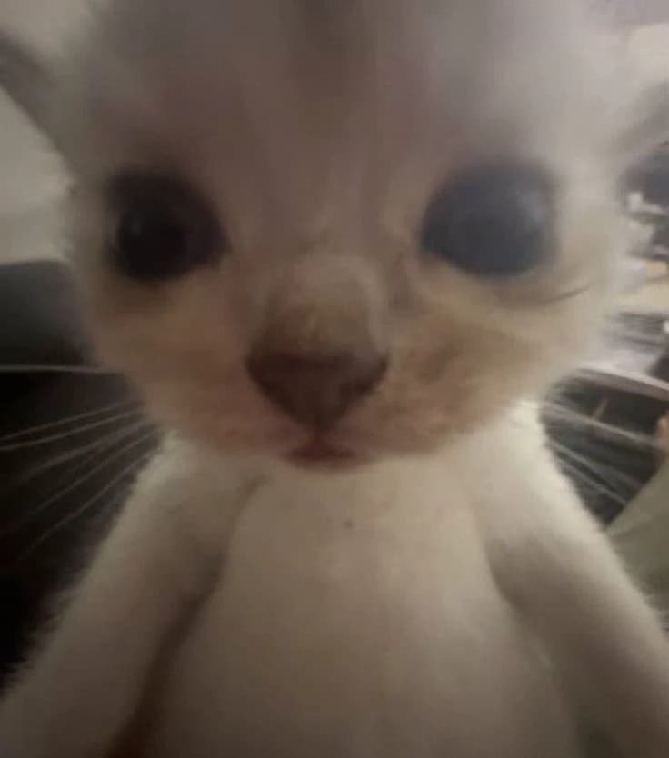 Luli you pot-bellied kitten thumbnail