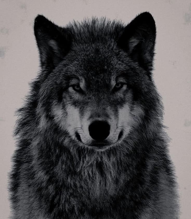 Wolf thumbnail