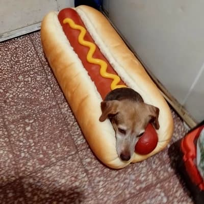 The pancho dog thumbnail
