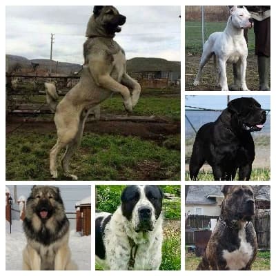 The Guardians of the Farm thumbnail