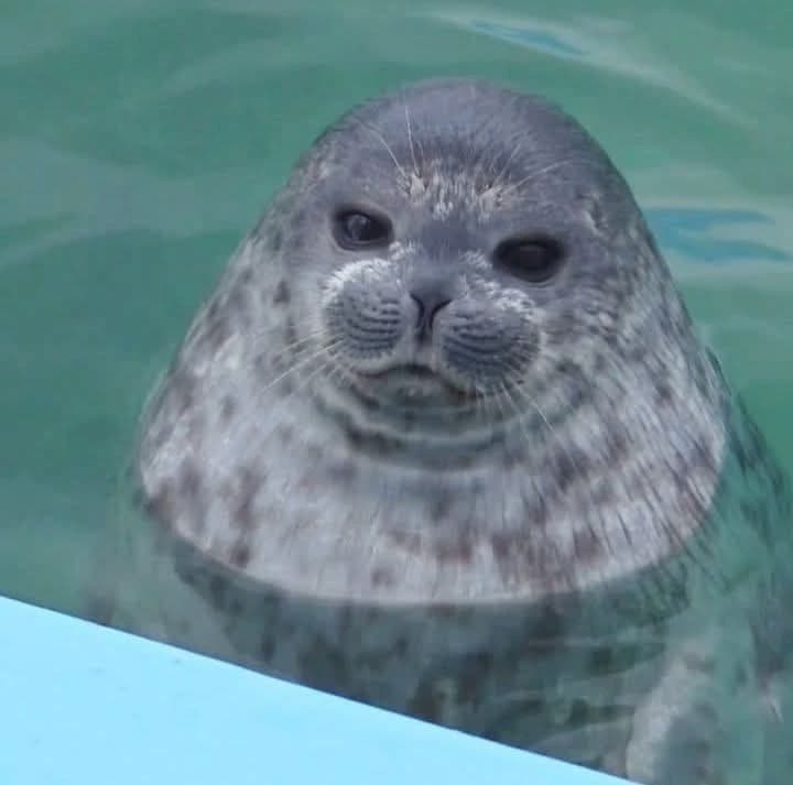 Seals thumbnail