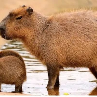 Capybara liam thumbnail