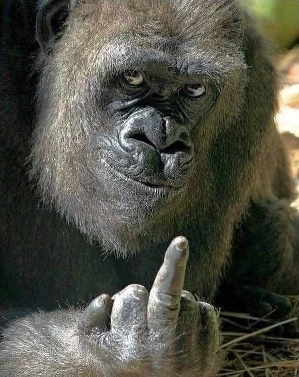 You saw a gorilla at the zoo giving you the middle finger 😮 thumbnail