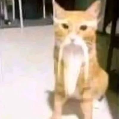 Chinese philosophical cat thumbnail