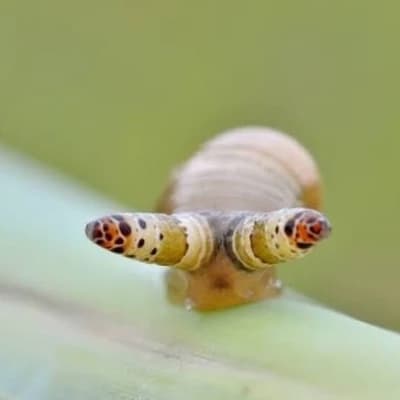 Leucochloridium paradoxum thumbnail