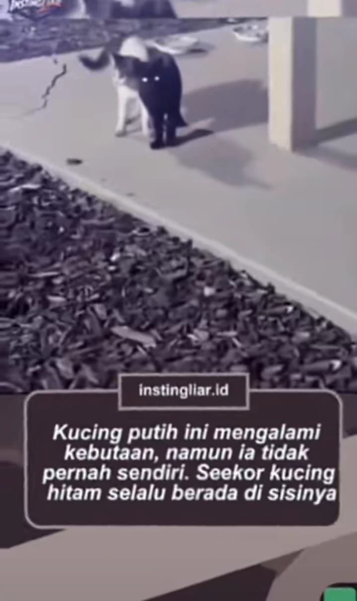 *journey of white and black cats looking for master* thumbnail