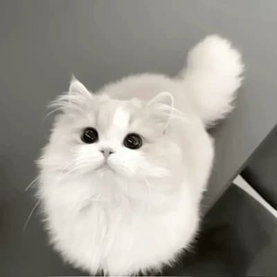 One girl, 1 boy and a cat thumbnail
