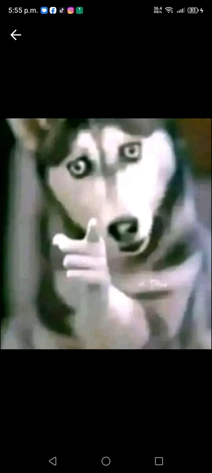 Dog thumbnail